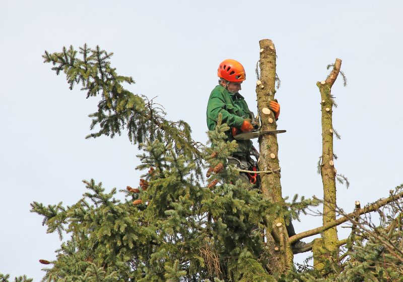 Local Apple Tree Trimming pros at work