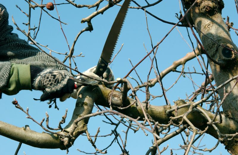 Apple Tree Trimming