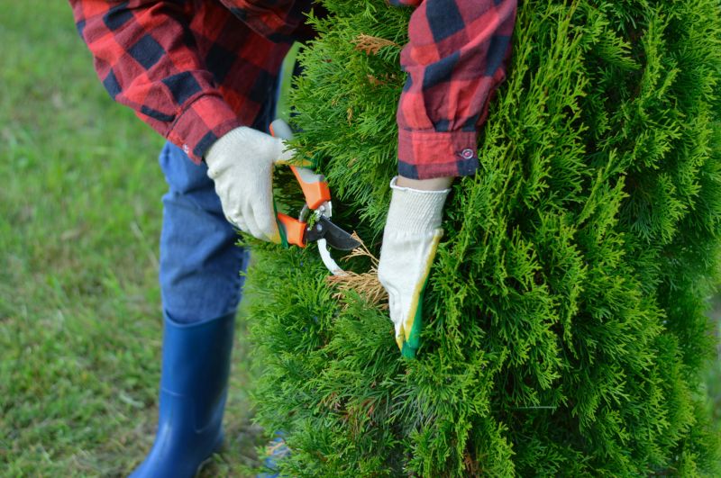 Apple Tree Trimming Cost — Cost of Apple Tree Trimming