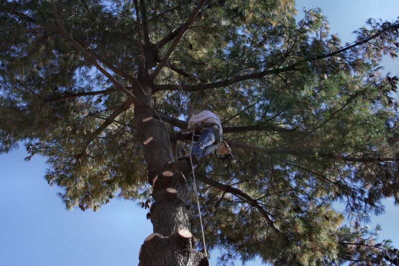 Apple Tree Trimming Cost — Cost of Apple Tree Trimming