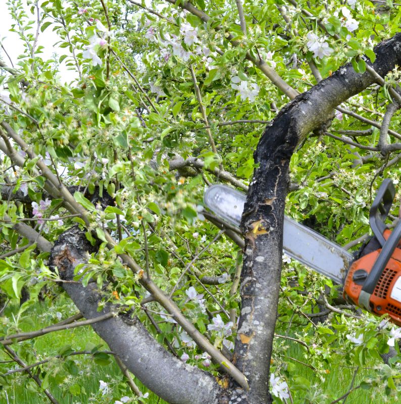 Apple Tree Trimming