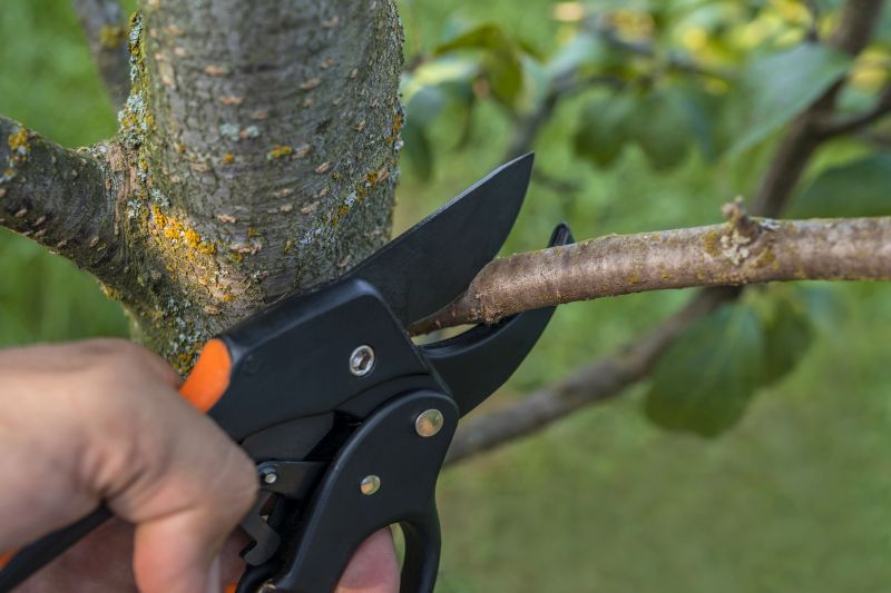 Apple Tree Trimming Tools