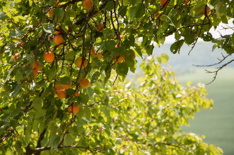 Apple Tree with Fruit