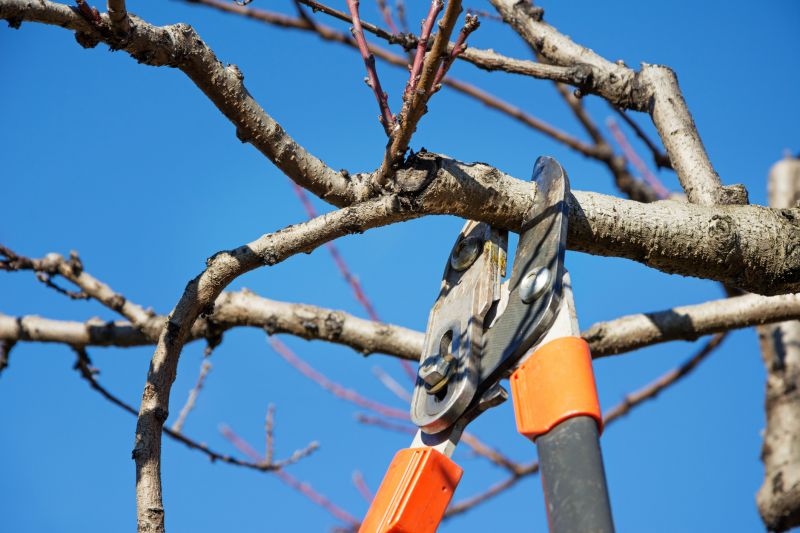 Apple Tree Pruning Tools