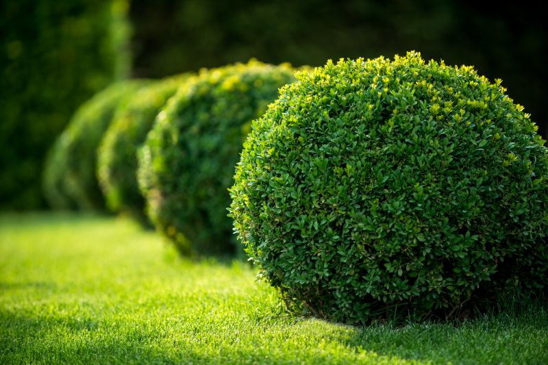 Boxwood Trimming in Aiken, SC