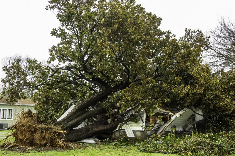 Storm Damage Tree Scene