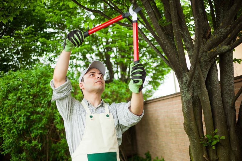 Certified Tree Care Experts