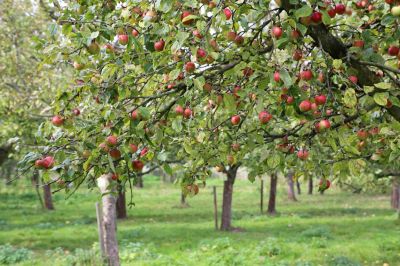 Improve The Health of Your Tree By Removing Dead or Diseased Branches