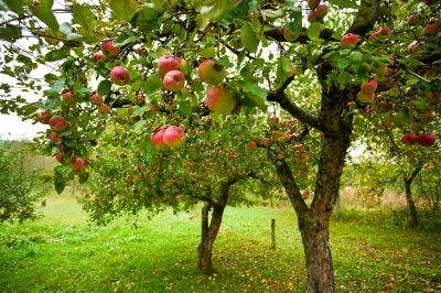 Shape Your Tree To Create Your Desired Appearance